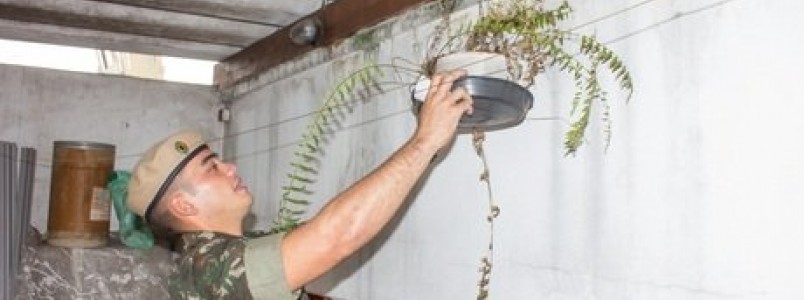População de SP poderá denunciar a partir de hoje focos de mosquito Aedes aegypti em site