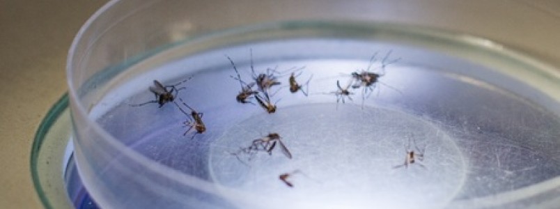 Governo do MS decreta emergncia e faz varredura contra Aedes