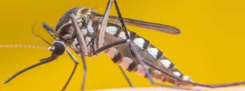 Além de tomar vacina, o que mais posso fazer para me proteger da febre amarela?