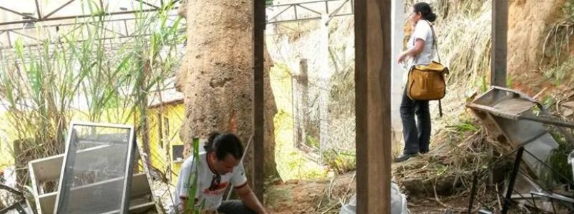 Missão contra caramujos africanos em Itabira, MG