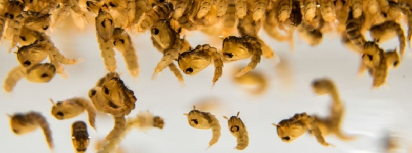 Surto à vista: criadouros do Aedes aegypti se multiplicam nas cidades mineiras