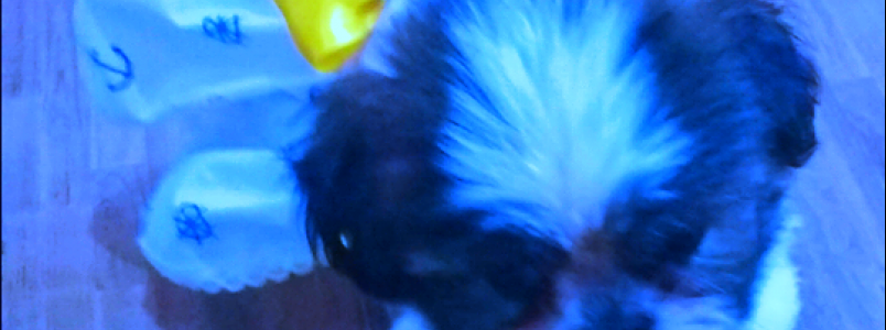 Seu bebê merece roupinhas Baby Pet Waer