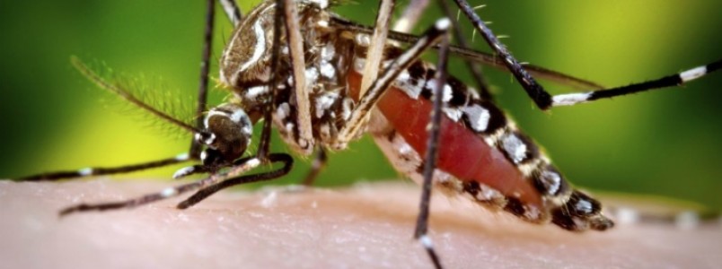 Saliva do mosquito Aedes aegypti tem poder anti-inflamatrio