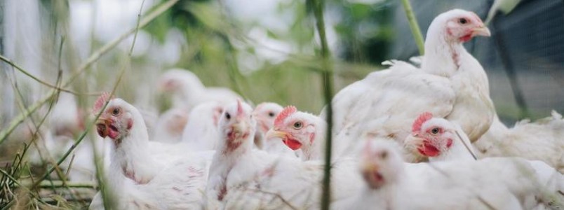 China detecta primeiro caso humano de gripe aviária 