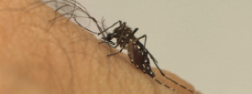 Governo federal lança edital de R$ 65 milhões para pesquisa sobre zika