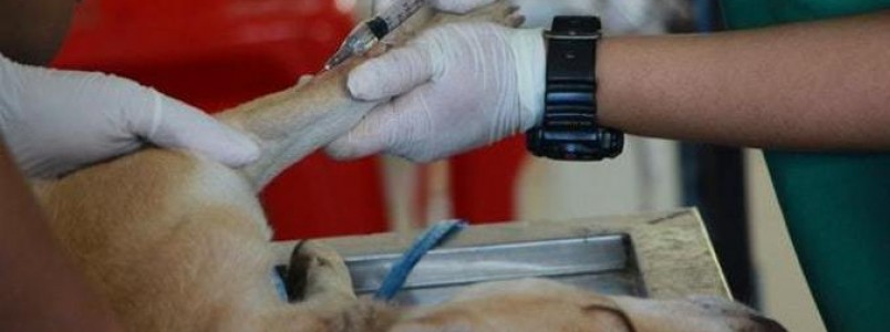 Estado de SP terá oito novas clínicas veterinárias públicas