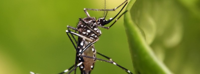 Três casos de microcefalia por zika são investigados em Minas