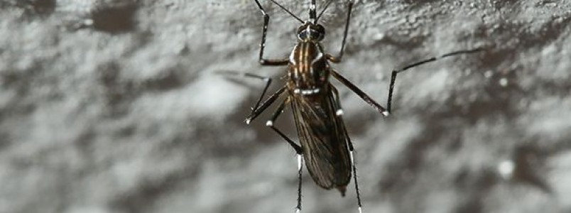 Zika: OMS teme relato de transmissão sexual