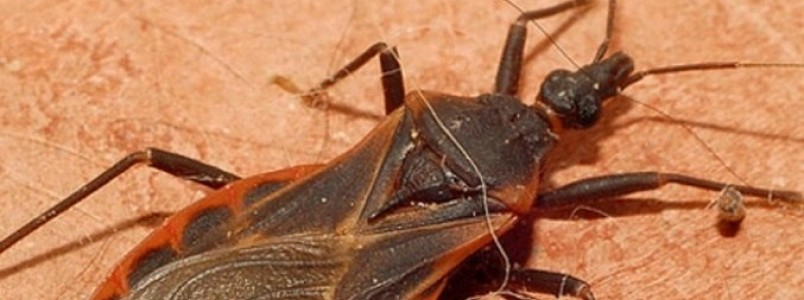 Variante gentica protege indgena da Amaznia contra doena de Chagas
