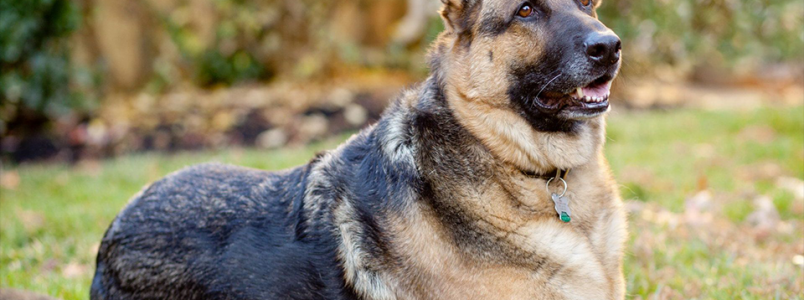 É neste domingo 09 de junho: Encontro dos Apaixonados por Cães de Monlevade
