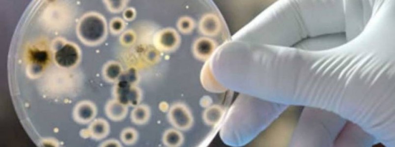 Infeces por superfungos devem se tornar mais comuns, diz pesquisador