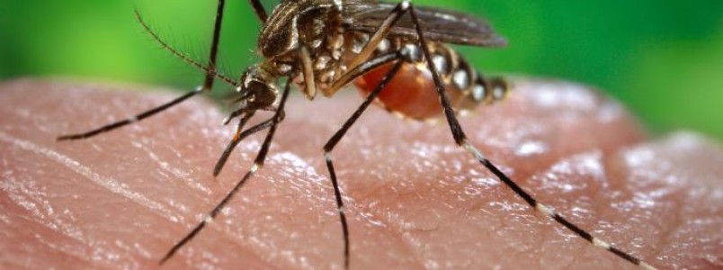 Dengue, zika e chikungunya: veja semelhanas e diferenas entre as infeces
