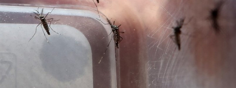 Aquecimento do planeta deve ampliar áreas de proliferação do Aedes, alerta OMS