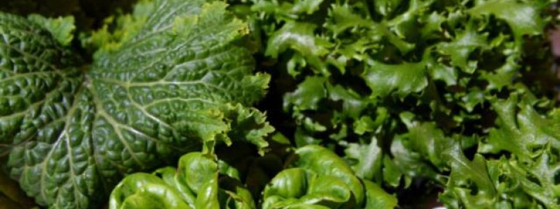 7 folhas verdes ricas em fibras para desinchar e limpar o fígado
