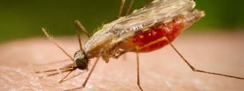 Pesquisa identifica composto com potencial para tratamento da malária