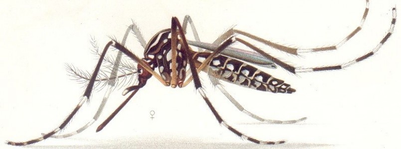 Minas terá 11 mil militares das Forças Armadas nas ruas contra o Aedes no dia 13