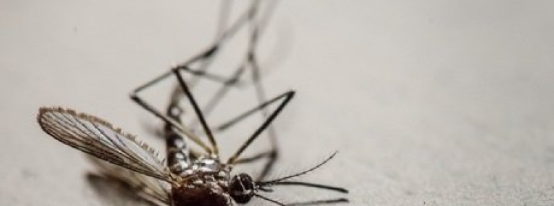 Vacinao contra dengue em 5 anos poderia reduzir em at 81% a incidncia da doena no Brasil, diz estudo