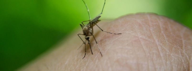 Minas investiga novos casos de febre amarela em pacientes que tomaram a vacina contra a doença