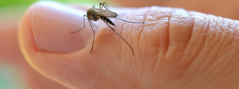 Casos de zika potencializam boatos sobre microcefalia