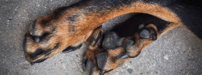 Aprenda a cuidar corretamente das patas do cachorro