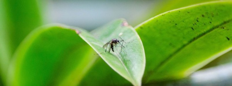 Inverno diminui o risco de contgio por dengue, zika vrus e chikungunya?