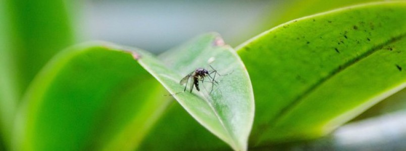 Inverno diminui o risco de contágio por dengue, zika vírus e chikungunya?