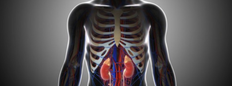 Os perigos ocultos da ingestão de suplementos de proteína