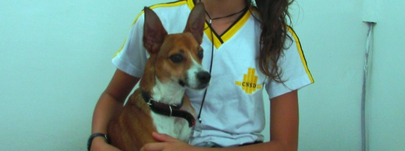 Conheçam Bob um lindo mascote da ML Folheados