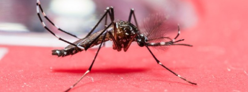 Nova pesquisa revela risco baixo de disseminação do zika durante as Olimpíadas