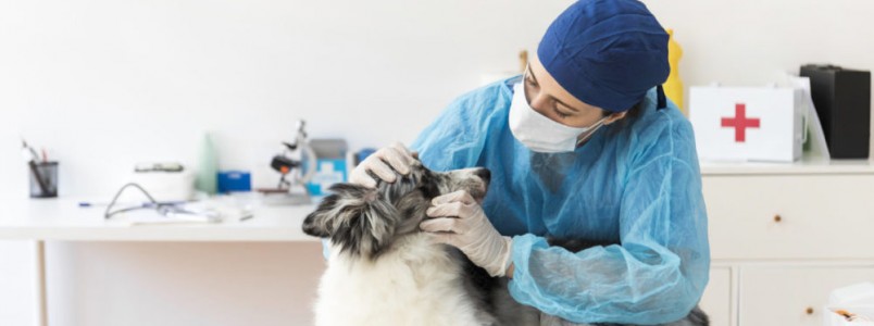 Gripe canina e a mudança de clima: uma realidade que não dá pra evitar