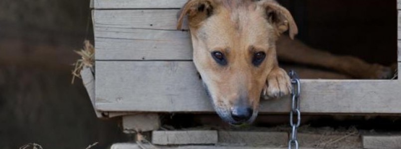 Cachorro na corrente: Covardia sem limites