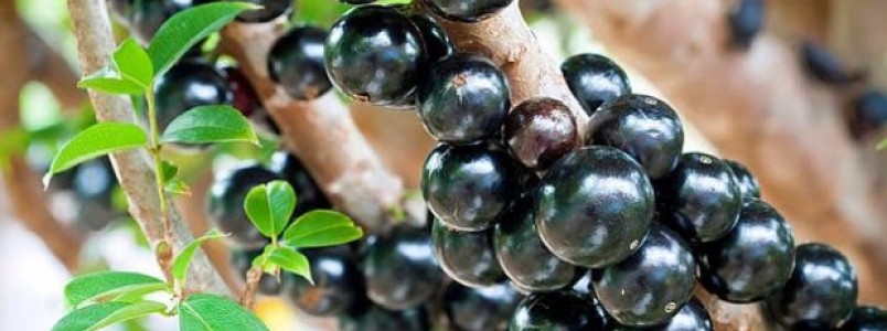 Extrato da casca de jabuticaba combate pré-diabetes