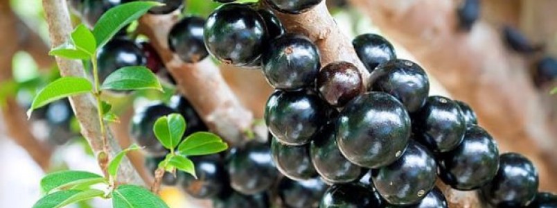 Extrato da casca de jabuticaba combate pr-diabetes