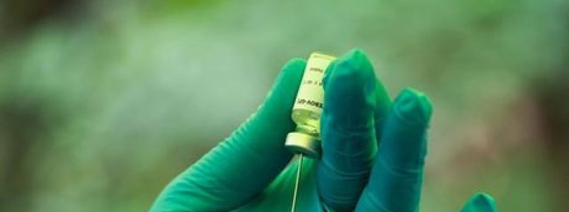 Farmacutica francesa espera testar vacina contra zika em um ano