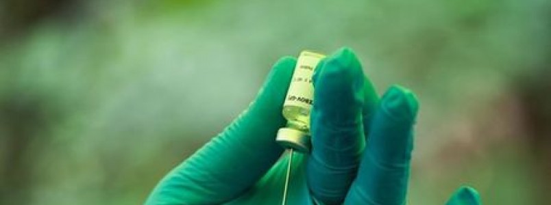 Farmacêutica francesa espera testar vacina contra zika em um ano