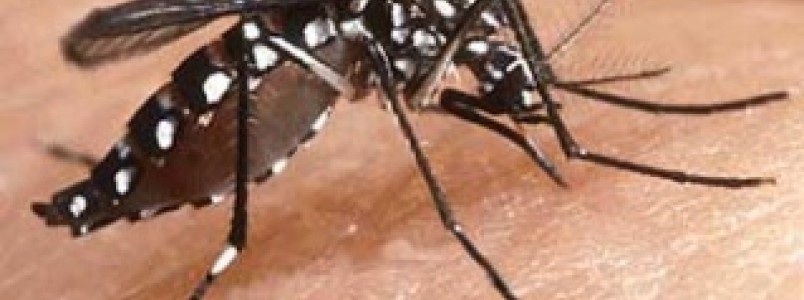 Fiocruz descobre que pernilongo pode transmitir vrus zika
