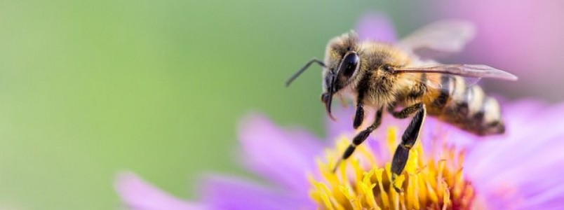 Soro contra o veneno de abelhas comea a ser testado em humanos