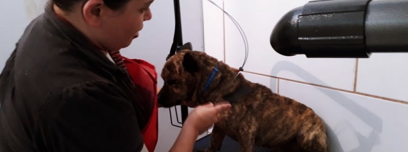 Agora Love Pet  K também oferece banho e tosa