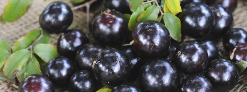 Jabuticaba ajuda a controlar a fome e é ótima no pós-treino; veja receitas 