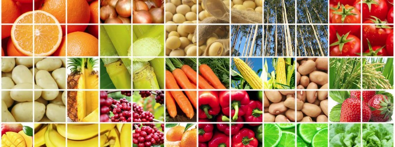 Saúde libera R$ 20 milhões para estudos sobre a nutrição dos brasileiros