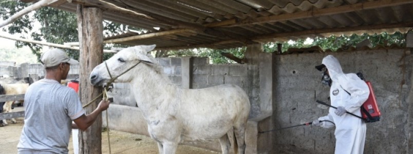 Cavalos de Contagem recebem banho de carrapaticida para conter avanço de febre maculosa