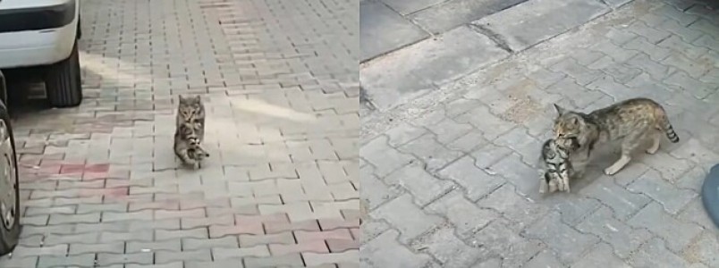 Gata de rua carrega seu filhote doente ate clínica veterinária na esperanca de conseguir ajuda