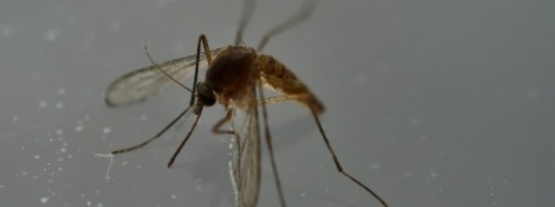 Zika vírus é detectado em esperma 6 meses após infecção