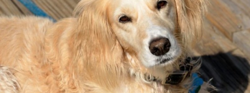 10 motivos para adoção de cachorros 