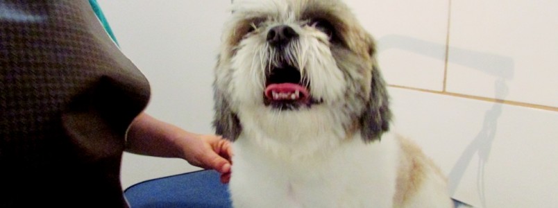 Mais um lindo cãozinho saindo com banhozinho da Love Pet K