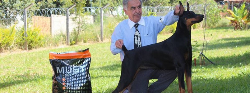 Lindos cães do Milton Cheib brilham em evento neste final de semana em BH