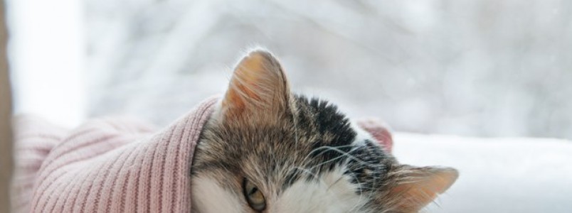 Você conhece a peritonite? Saiba como a doença afeta os gatos