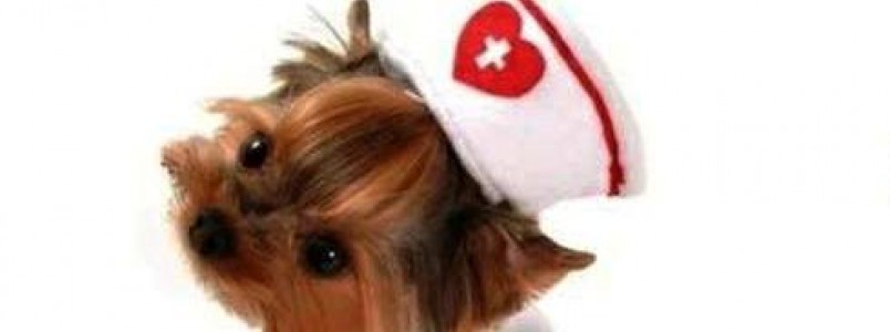 Roupinhas Baby Pet Wear já é um sucesso em Itabira, MG 