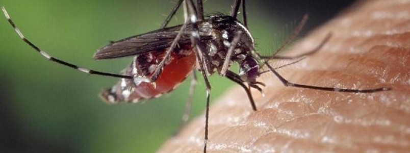 Aedes albopictus tambm carrega o vrus da febre amarela