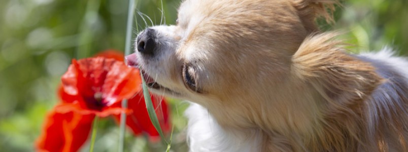 Plantas venenosas para cachorros: quais são e o que elas provocam